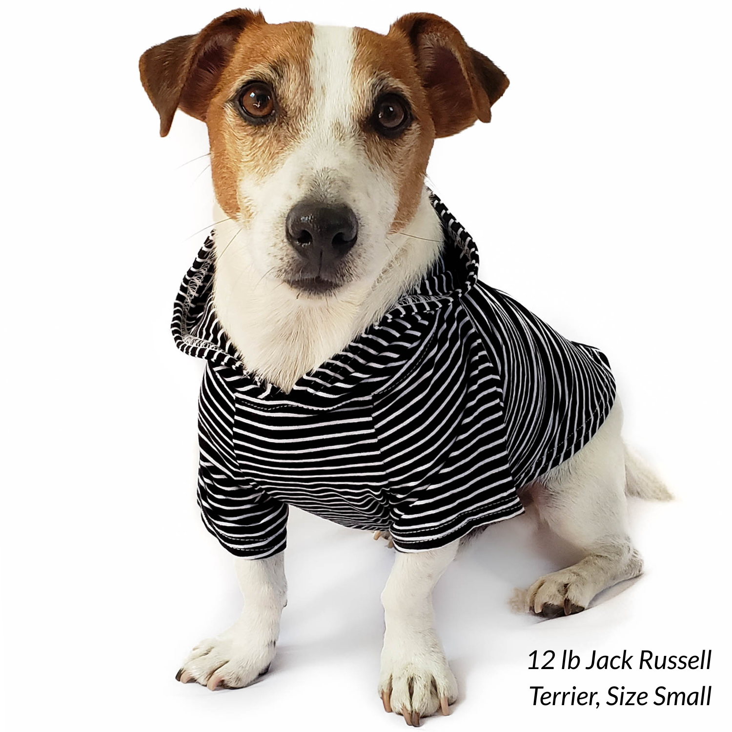 Best hoodie for jack russell terrier! Stretchy cotton dog clothes for fall and cold weather