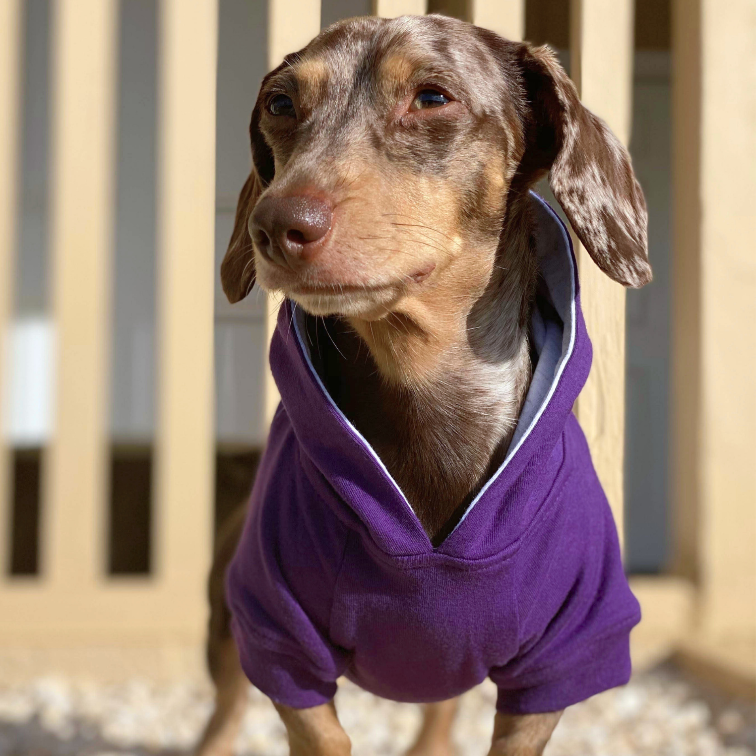 Small dog hoodie in purple, lightweight cotton sweatshirt with leash portal.