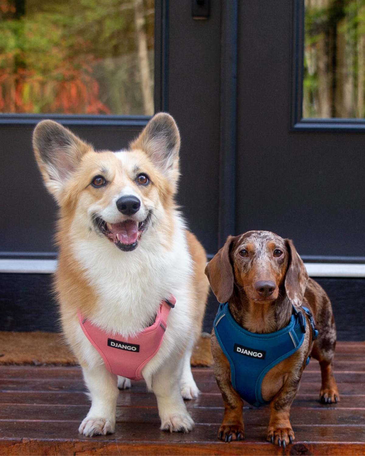 Whether you’re hiking, running, or taking daily walks, this Quartz Pink harness for corgis, dachshunds, and active dogs offers a secure, padded, and breathable fit for all outdoor adventures.