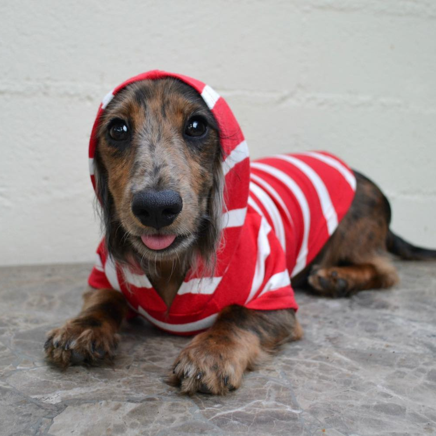 Dog wearing a red and white striped hoodie on a gray floor.