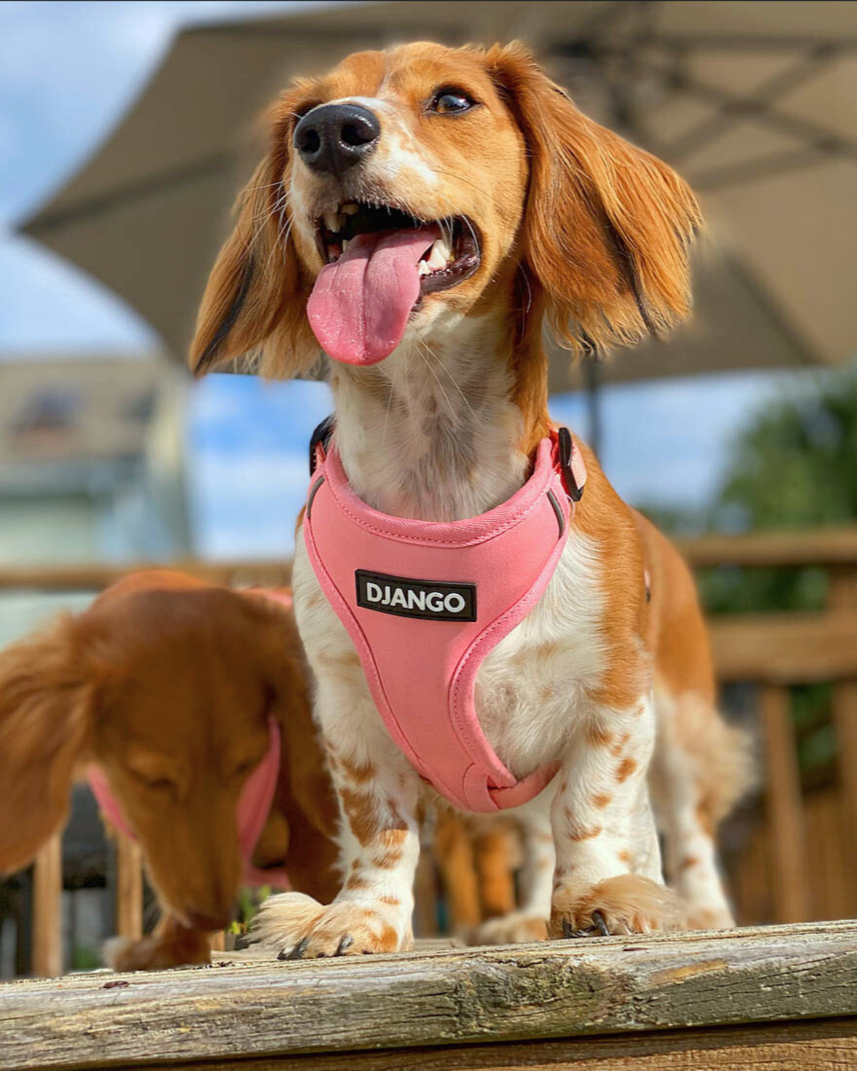 Designed with reflective piping, this Quartz Pink dog harness enhances visibility in low light, keeping your pup safe on evening walks.