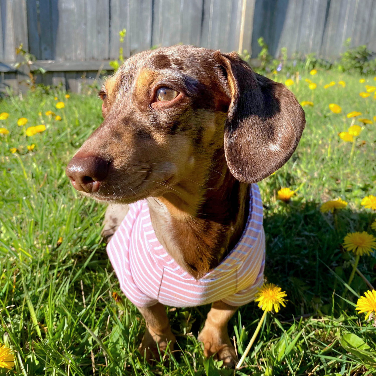 Dachshund puppy dog clothes premium cotton striped dog hoodie, lightweight and breathable dog sweater with stretch for active dogs