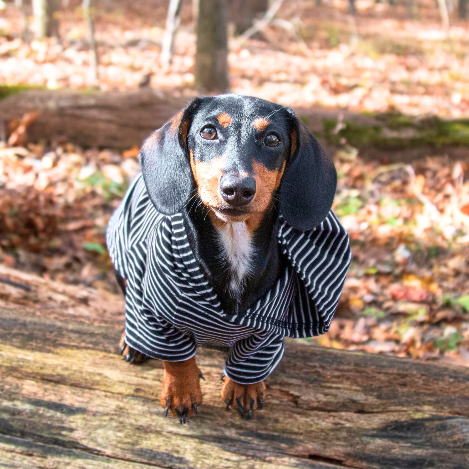 Dachshund wearing premium cotton striped dog hoodie, lightweight and breathable dog sweater with stretch for active dogs