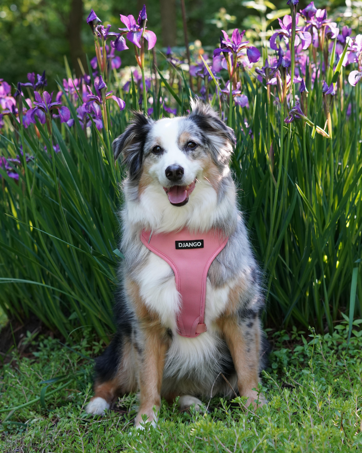 Best harness for miniature australian shepherd! This Quartz Pink dog harness is both stylish and functional, offering a sleek design with premium materials for dogs who deserve the best.