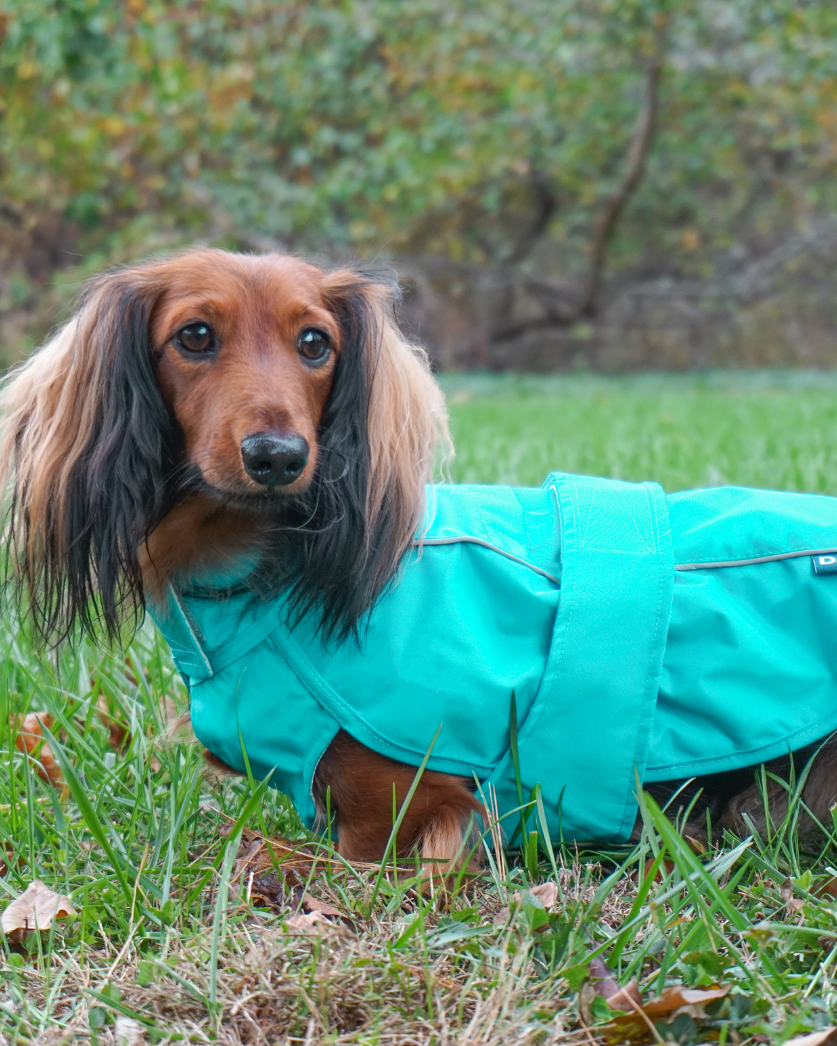 The DJANGO City Slicker in Topaz Blue is a premium water-repellent dog jacket perfect for dachshunds, small dogs, and long-bodied breeds. Its lightweight, breathable design provides protection from rain while ensuring comfort on every walk. The ultimate raincoat for small dogs in rainy conditions.