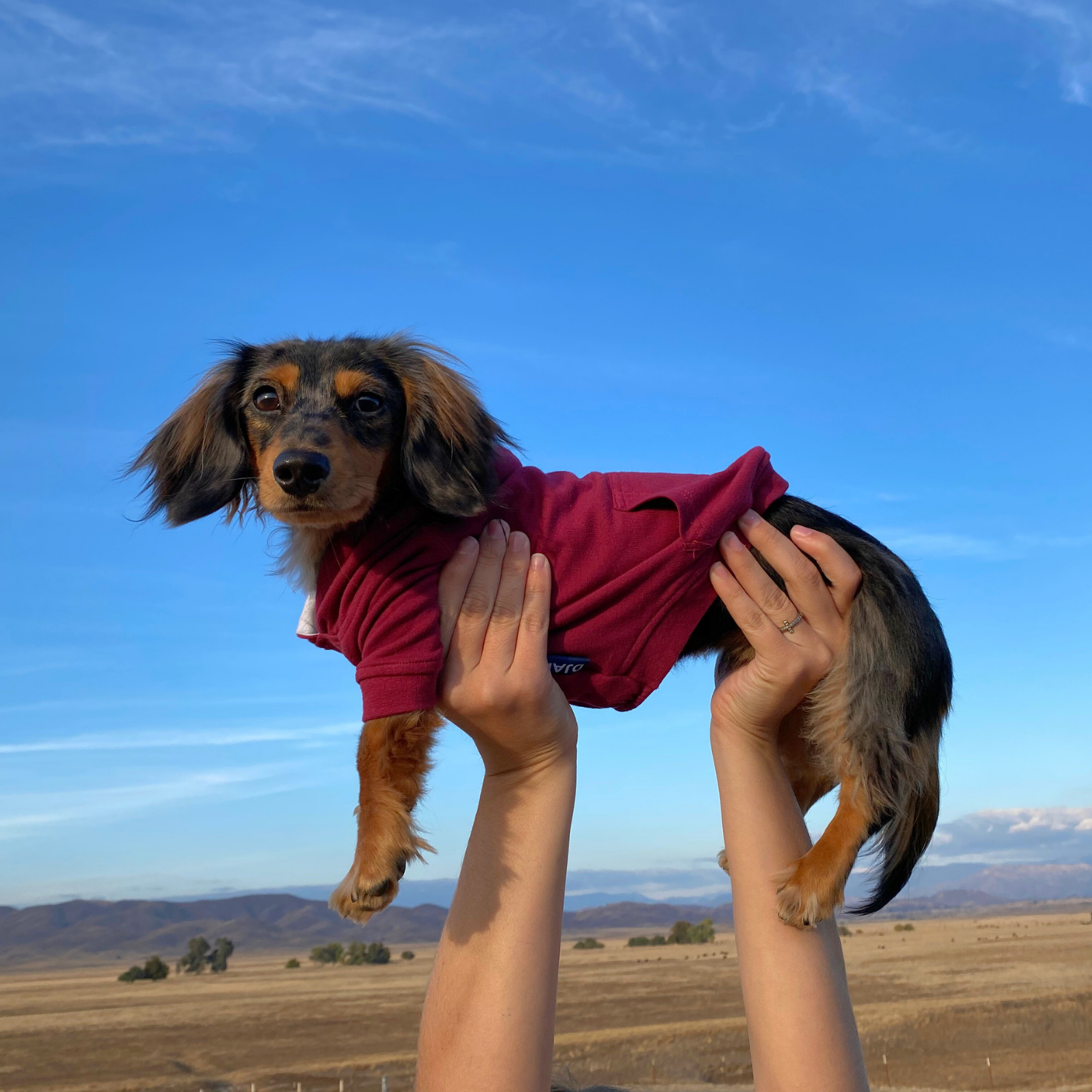 Long dog hoodie in burgundy for dachshunds, elastic waistband keeps hoodie snug and secure
