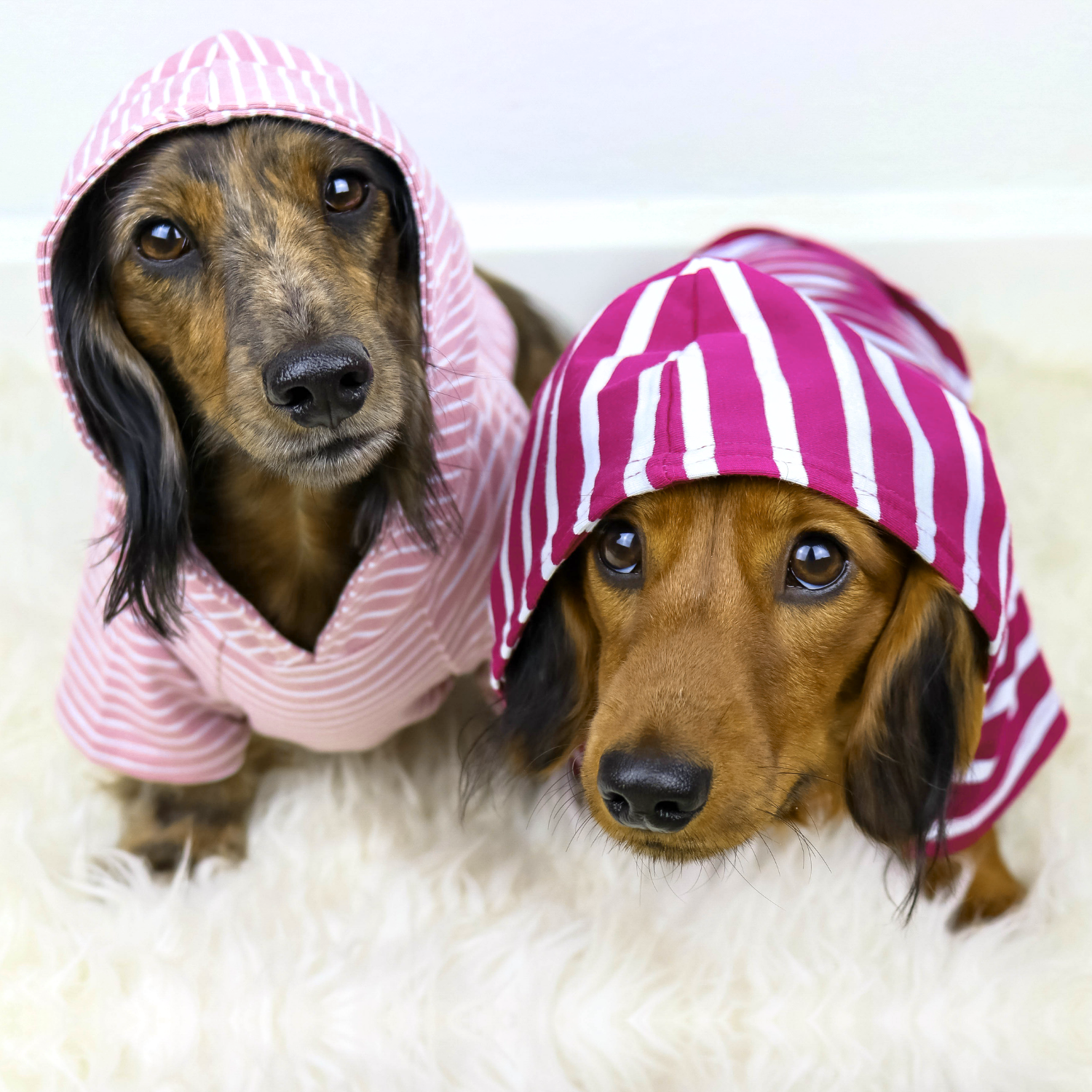Two dachshunds wearing pink hoodies with striped patterns on a white background