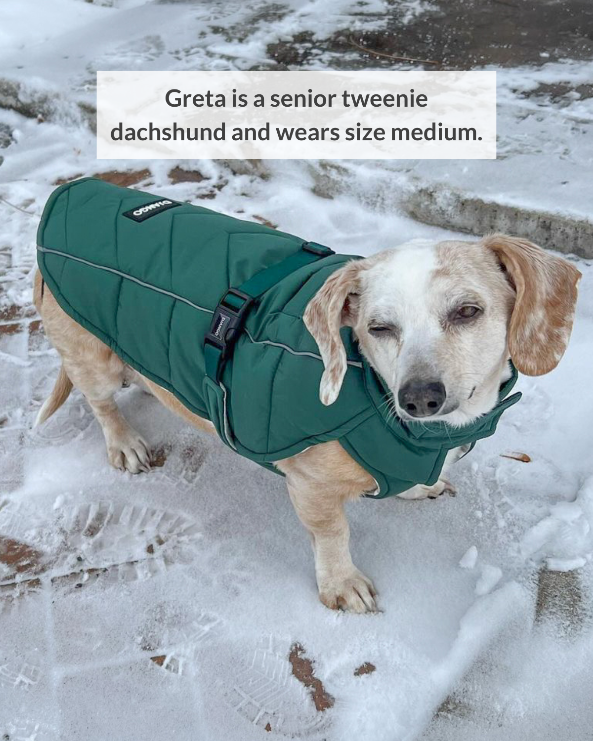 Whistler Winter Dog Coat - Lafayette Green