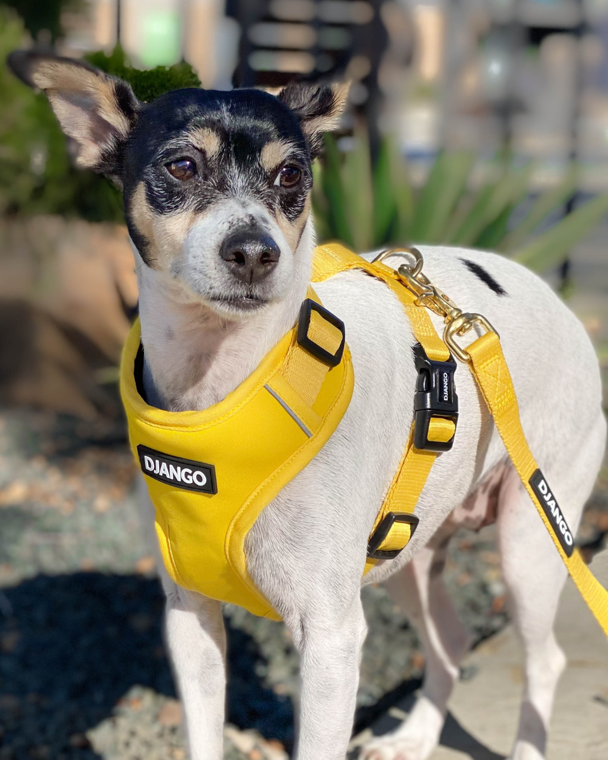 Adjustable Hands-Free Dog Leash – 6.5ft Crossbody, Waist-Worn, Adventure-Ready