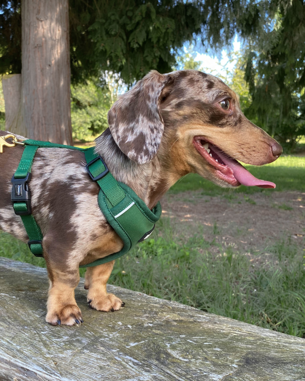 Dachshund wearing a green harness standing on a wooden surface with trees in the background