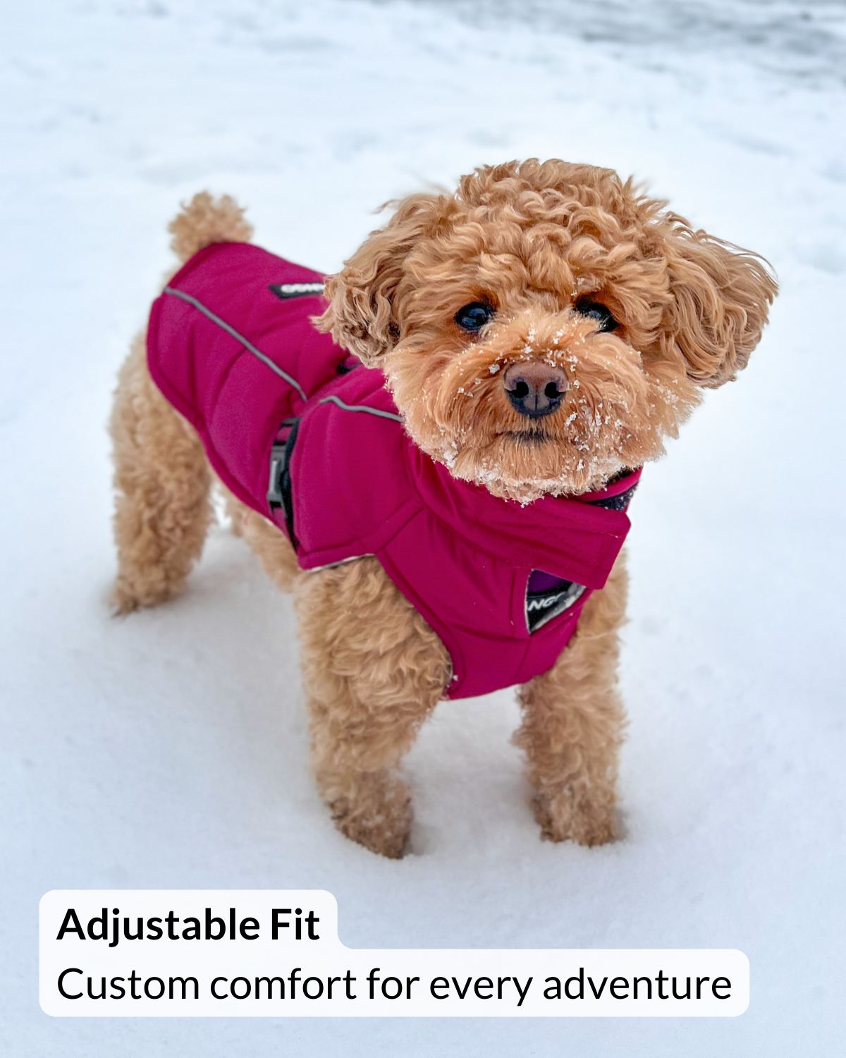 Poodle bichon dog wearing a pink winter puffer coat that is adjustable in the snow with text 'Adjustable Fit Custom comfort for every adventure'.