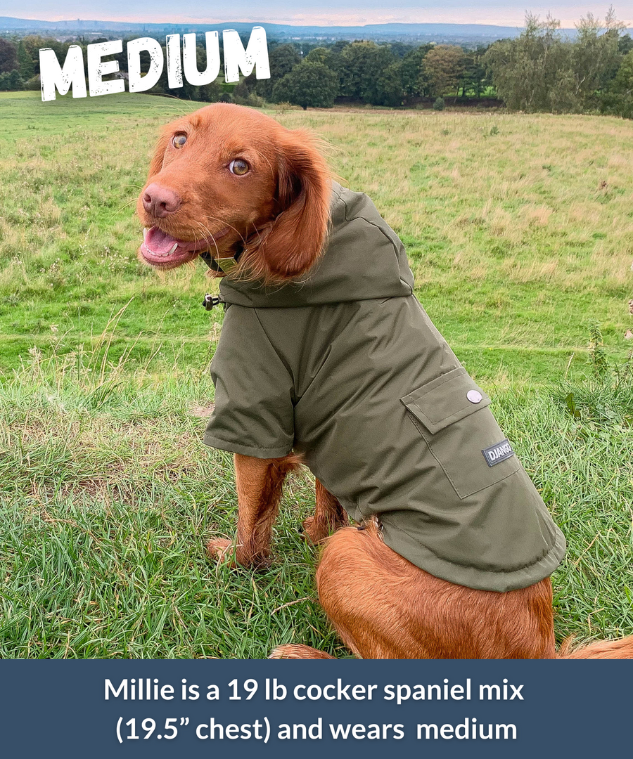 19 lb Cocker Spaniel mix wearing an Olive Green Highland Dog Jacket in size Medium