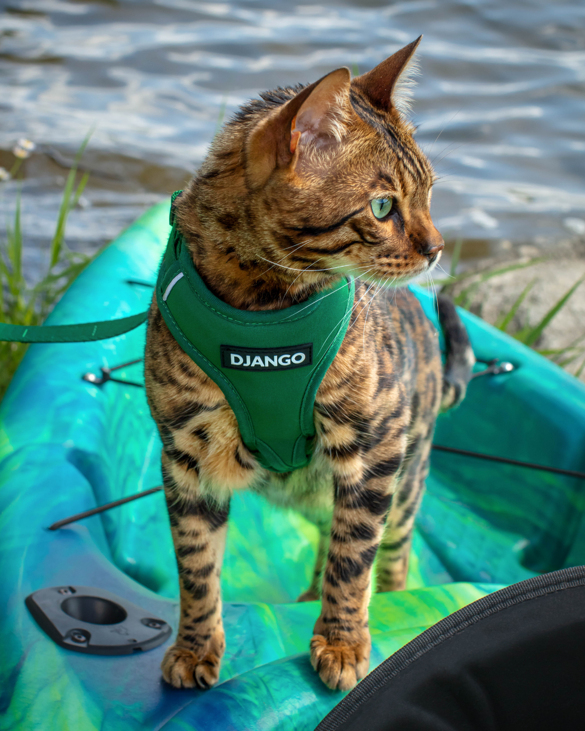 Loki is a Bengal cat and adventure cat and wears size small in DJANGO Adventure Cat Harnesses. DJANGO harnesses feature a padded and lightweight body, soft custom webbing for max comfort, a breathable sport mesh lining, reflective piping, and a beautiful solid cast brass D-ring. - djangobrand.com