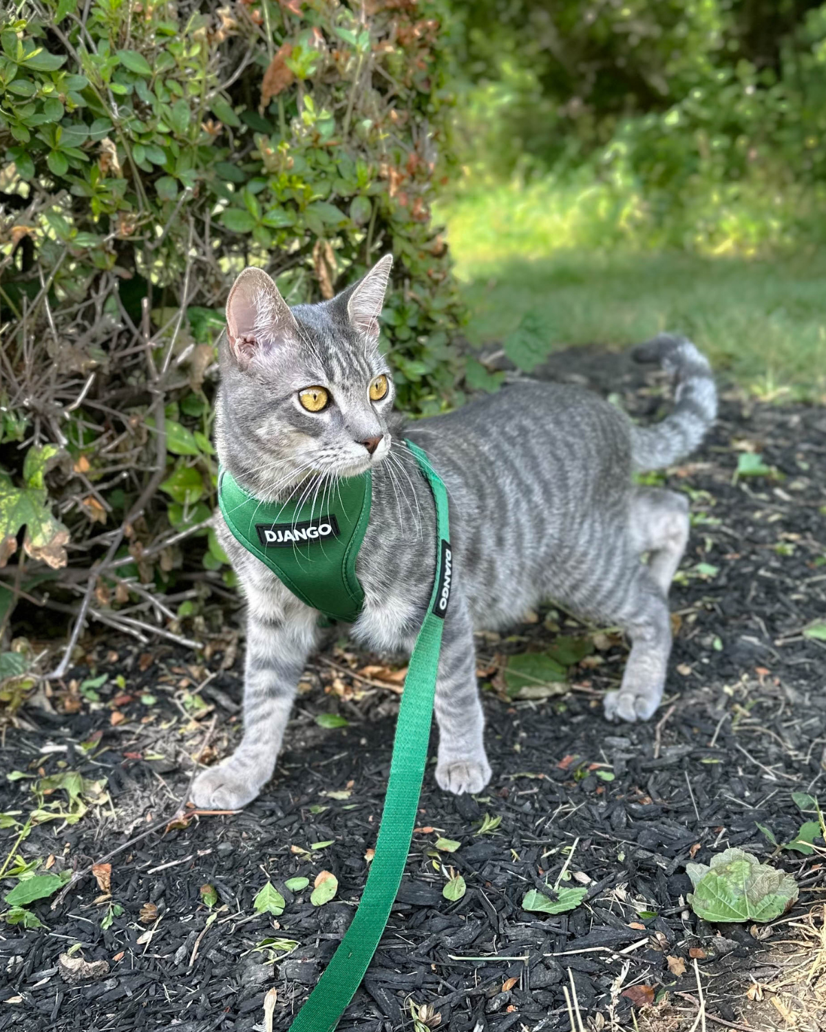 Kakashi the tabby cat loves adventuring in his DJANGO cat harness! He wears size small in DJANGO Adventure Cat Harnesses. DJANGO harnesses feature a padded and lightweight body, soft custom webbing for max comfort, a breathable sport mesh lining, reflective piping, and a beautiful solid cast brass D-ring. - djangobrand.com