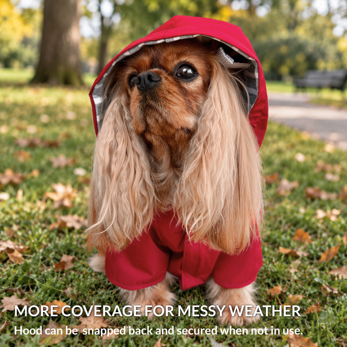 Cavalier King Charles Spaniel wearing a red warm dog jacket with hood and cozy striped lining while sitting outsdie in grass with fall foliage and leaves on the ground