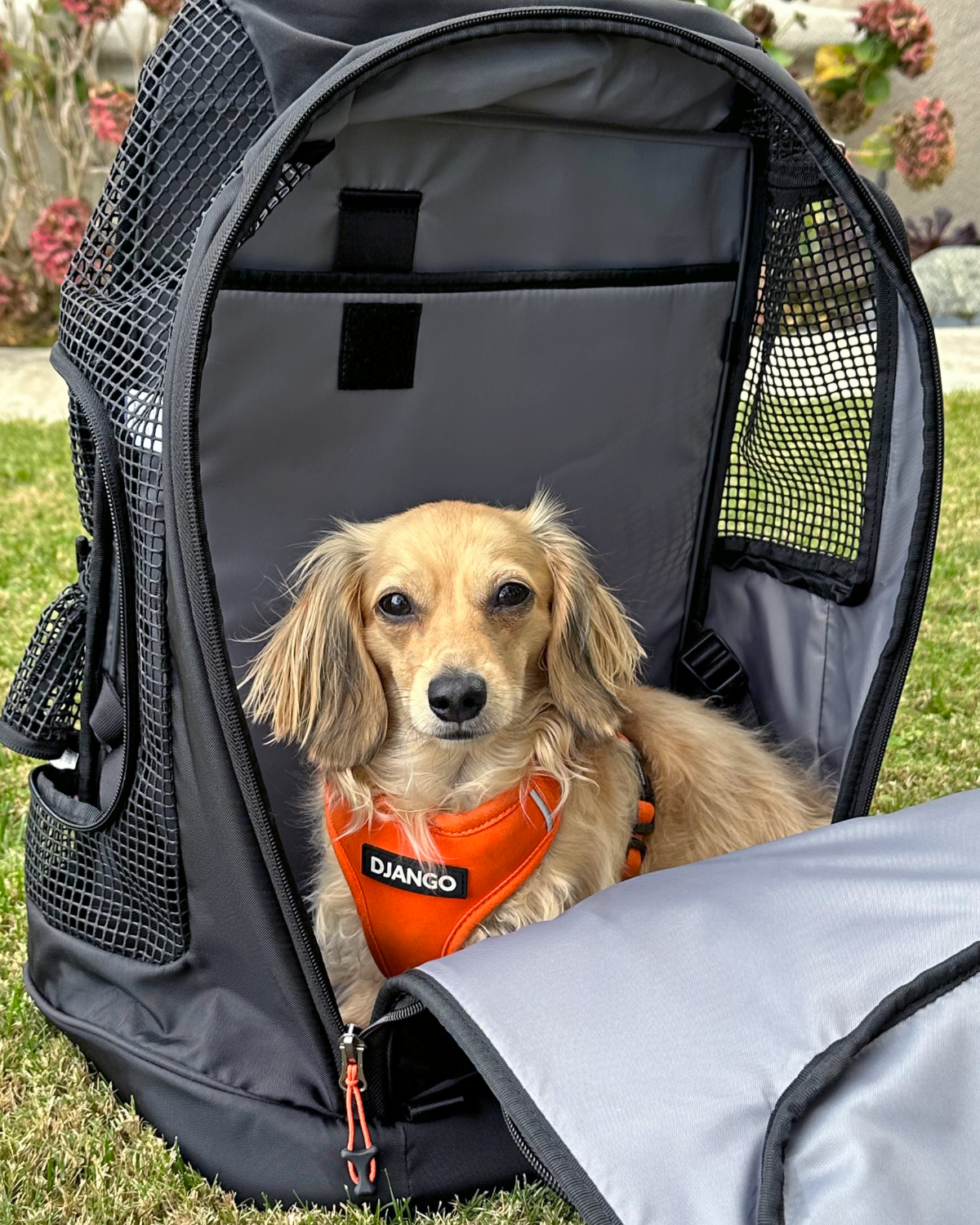 DjangoPack™ Dog Carrier Backpack