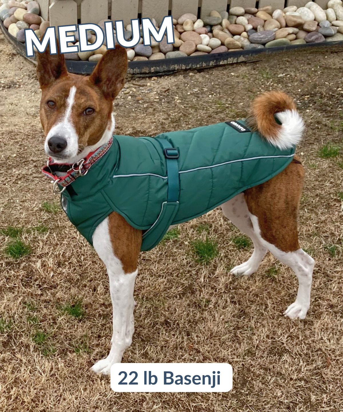 22lb Basenji wearing an adjustable and warm winter jacket with diagonal stitching and reflective piping