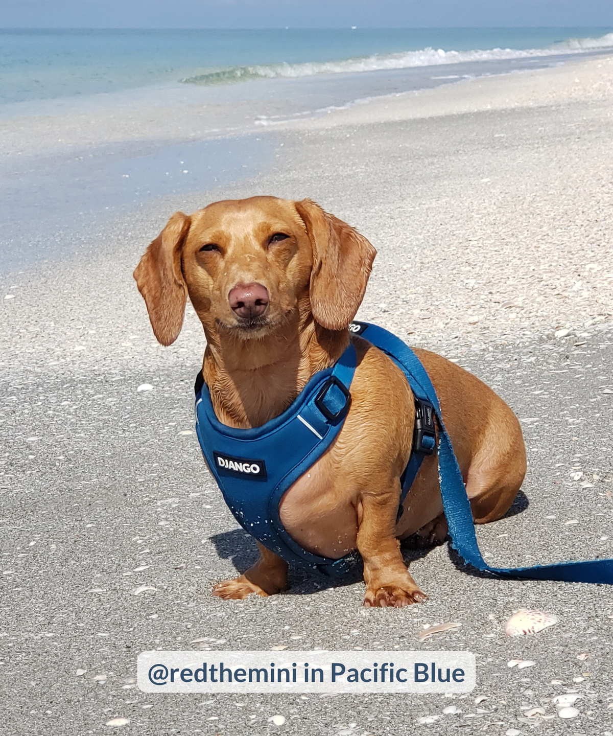 Standard dachshund sitting on beach near water and wearing neoprene blue harness in color Pacific Blue with DJANGO logo and reflective piping