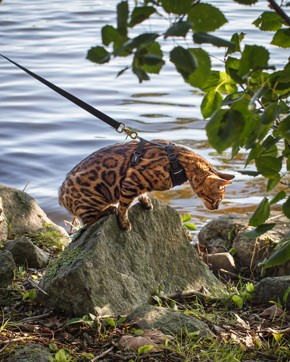 Bengal cat in the black DJANGO Adventure Cat Harness exploring rocks by the water.