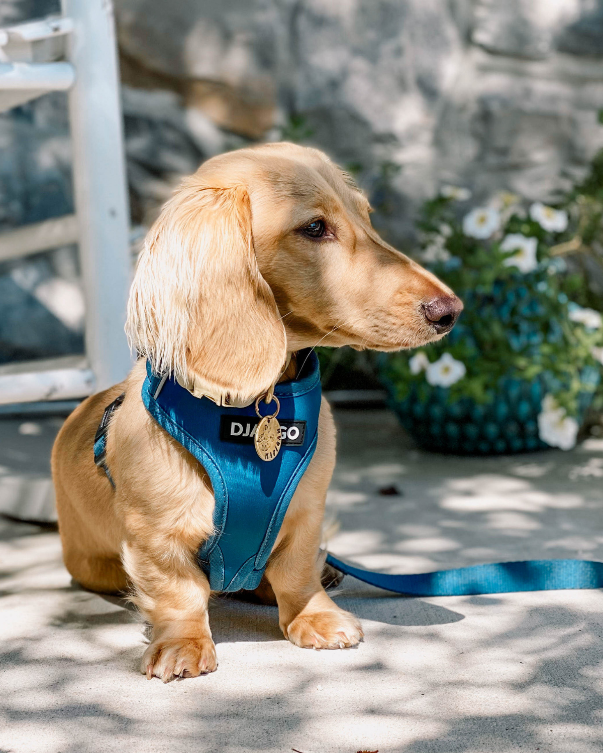 Small dog wearing a blue harness with a leash, standing on a stone surface with flowers in the background.