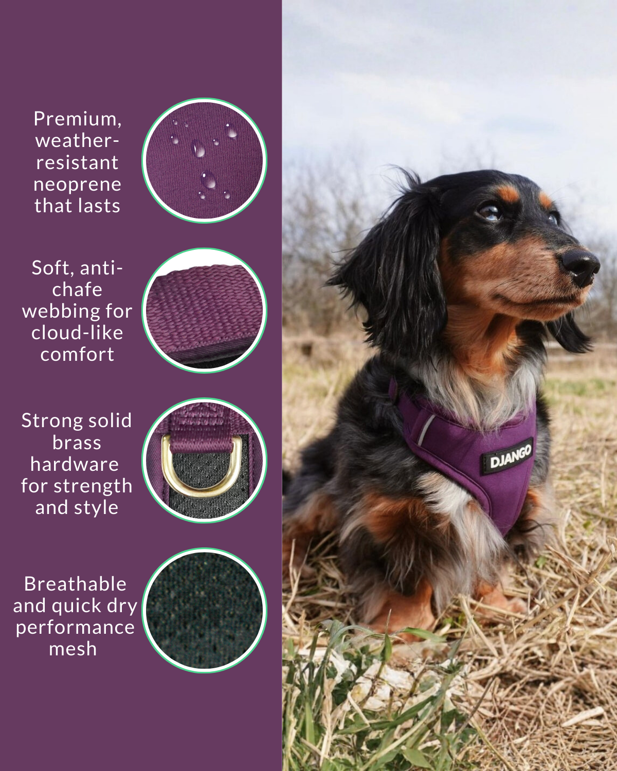 longhaired dapple dachshund wearing a purple harness with product features on a purple background