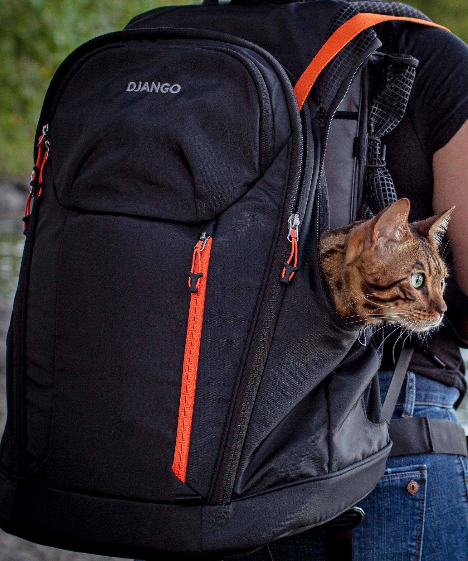 Cats love DJANGO's backpack carrier for cats! The spacious design and large mesh windows ensure comfort and great views at all times. Loki is a beautiful Bengal cat who loves outdoor adventures and hikes in his DJANGO cat backpack carrier.