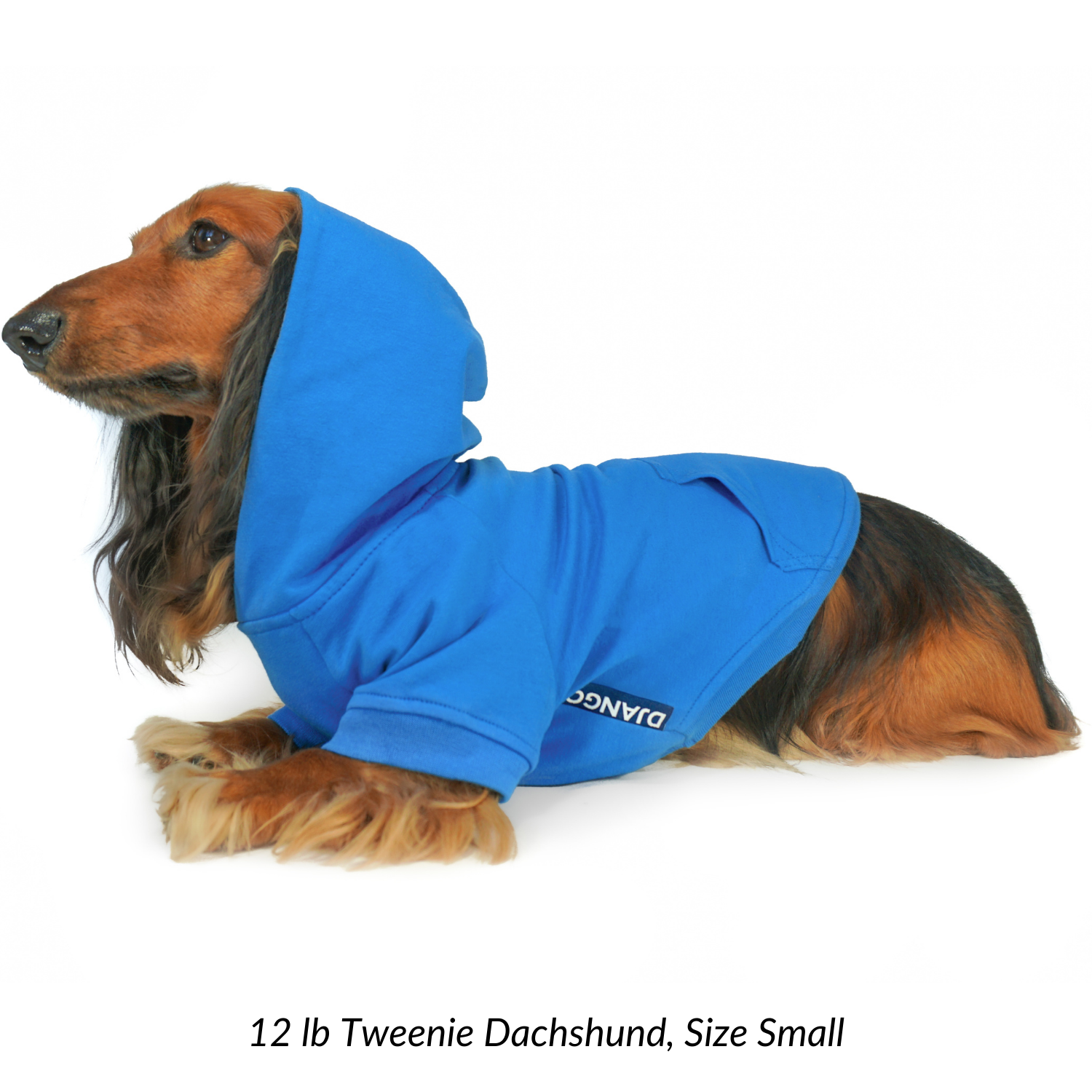 Miniature dachshund dog hoodie - doxie wearing a blue hoodie with text on a white background