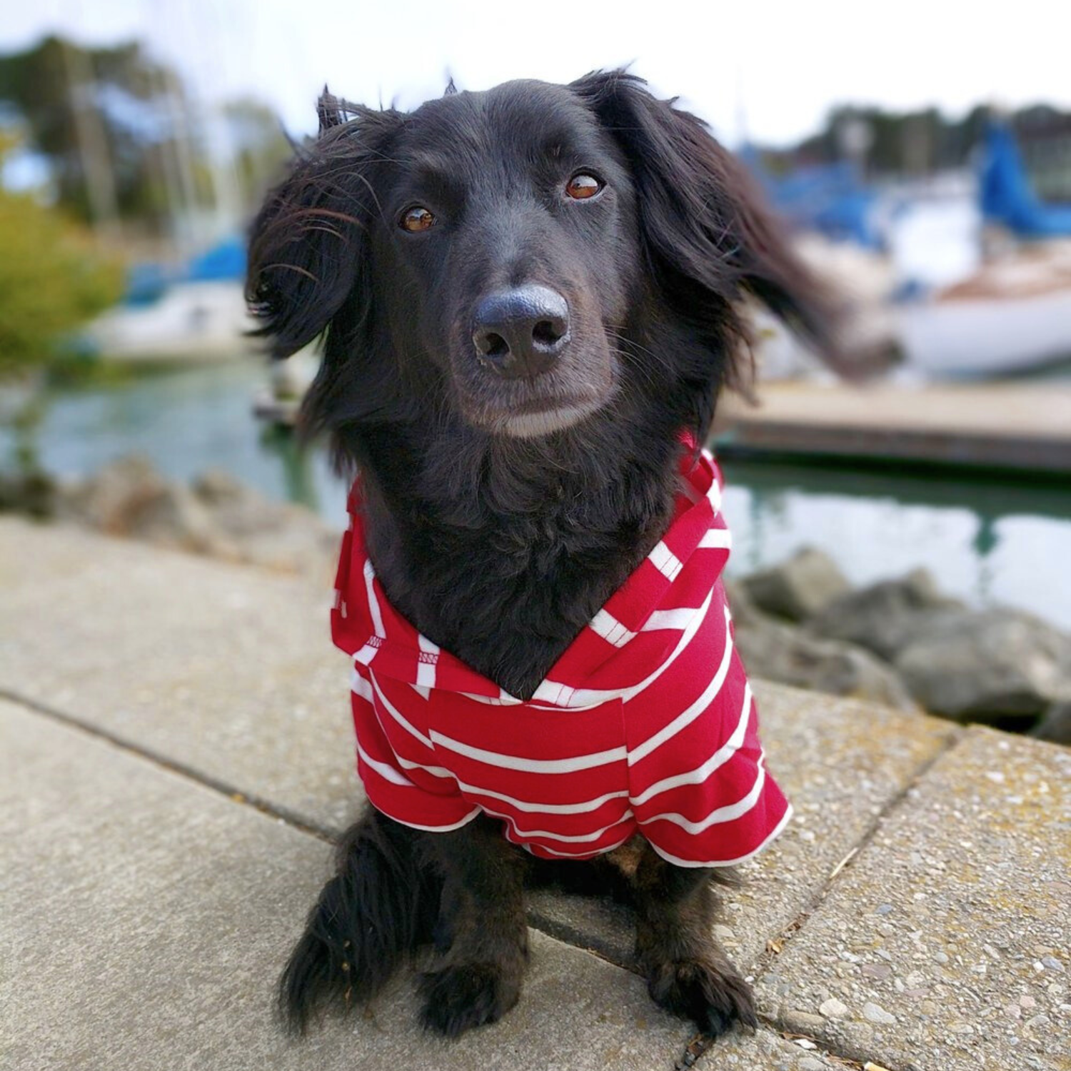Dog wearing a red and white striped shirt standing on a dock with boats in the background