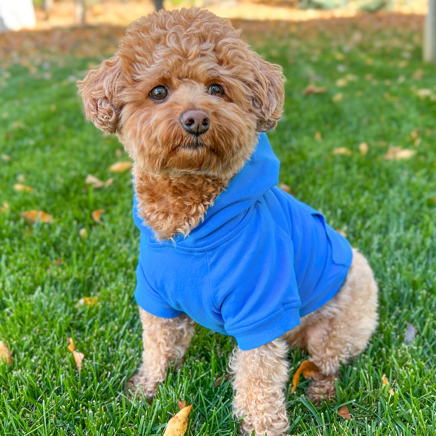 Small dog mini poodle mix wearing a blue dog sweater standing on grass