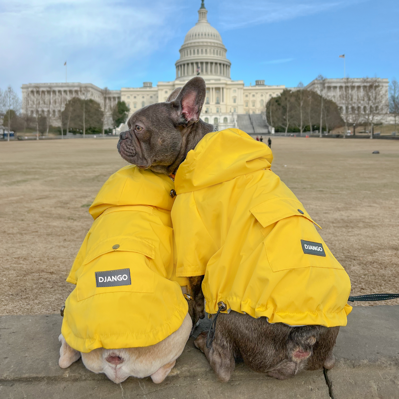 French Bulldog wearing the Highland dog jacket and raincoat