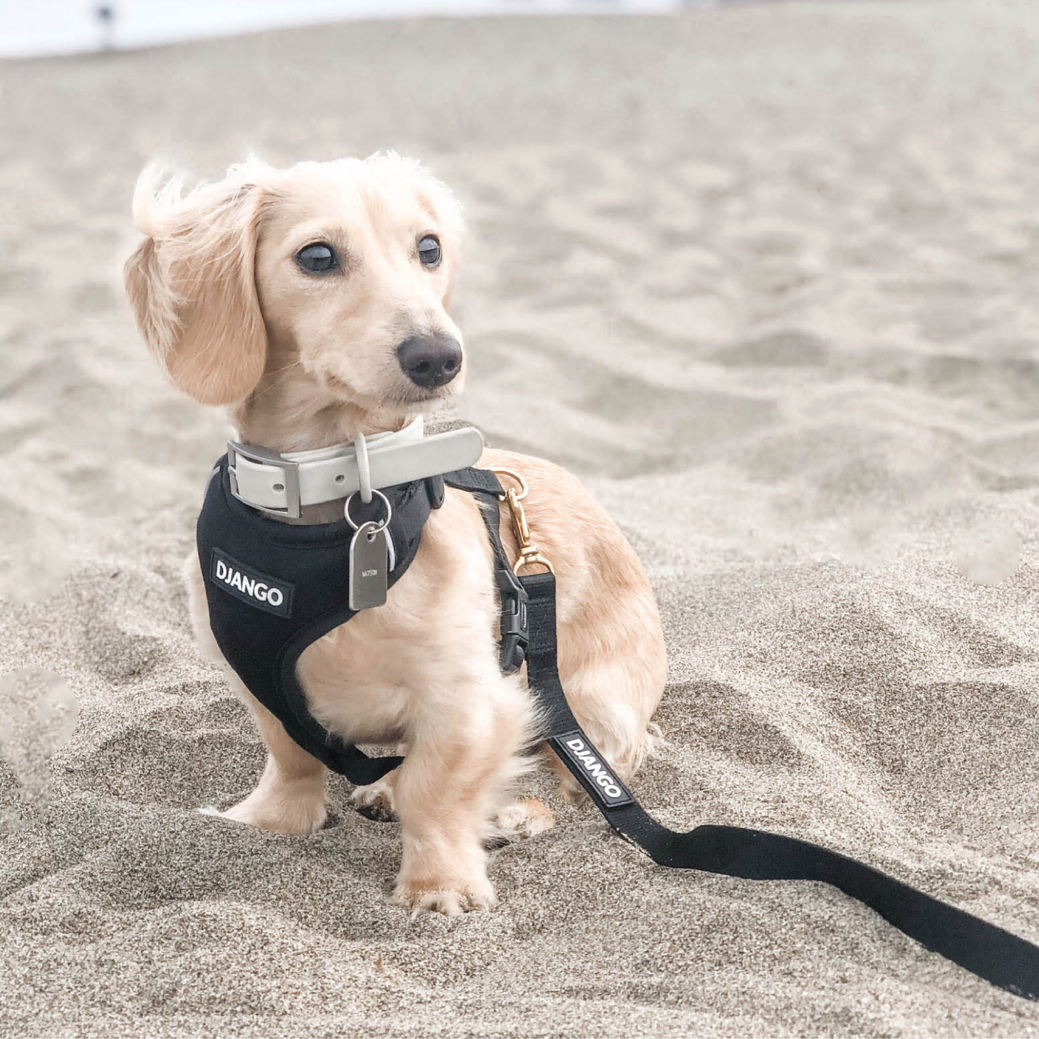 Dachshund on a leash with a DJANGO harness on a sandy beach
