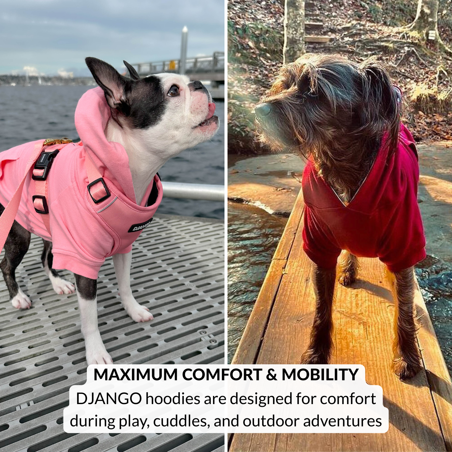 Two dogs wearing pink and red hoodies by a waterfront with text about most comfortable hoodies for dogs