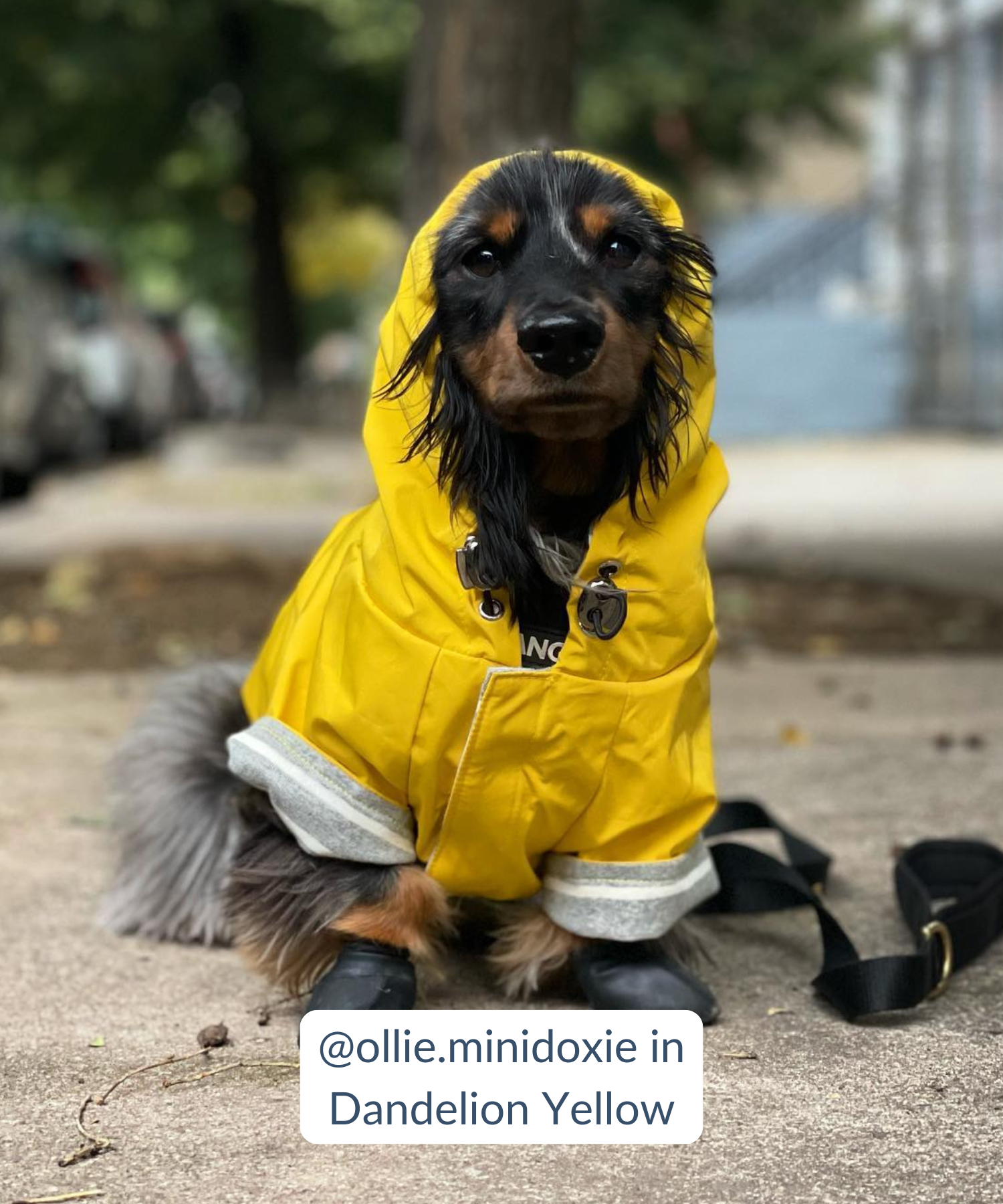 Free rain dog jacket sales