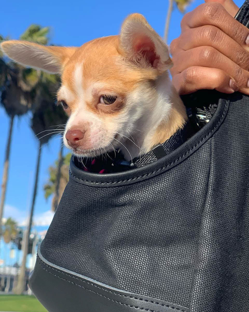 Small pet carry bag hotsell