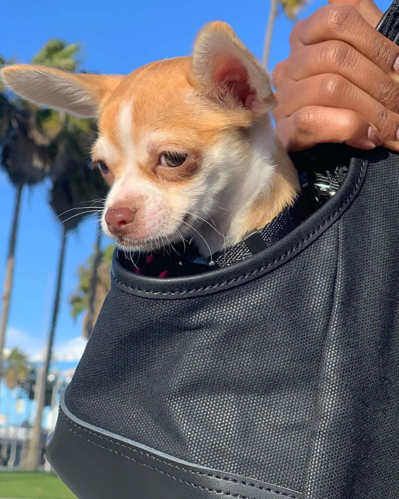 Bag for chihuahua hotsell