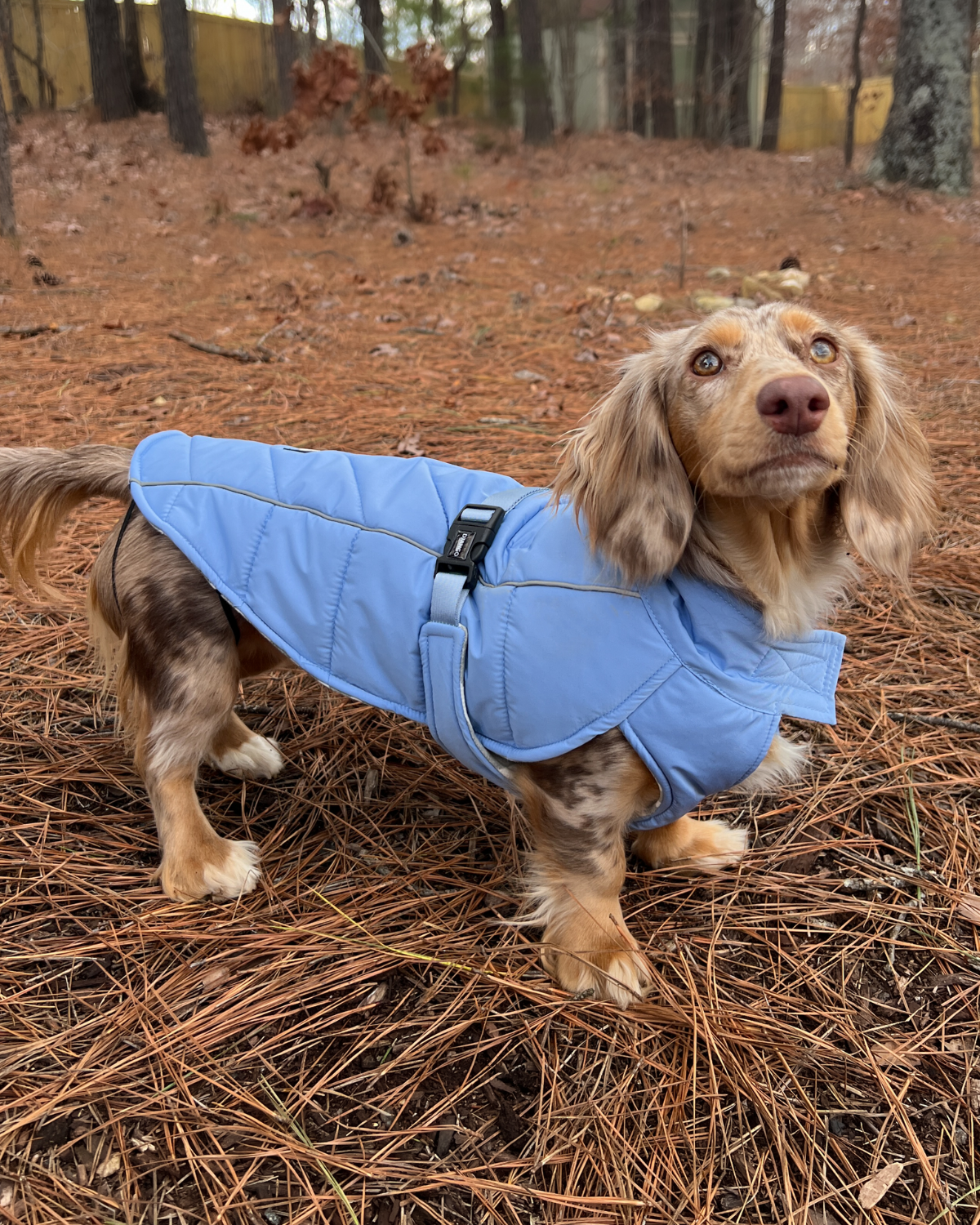 Keep your dog warm and stylish with the DJANGO Whistler Winter Dog Coat in Dusk Blue. This insulated coat is water-repellent, designed to provide maximum protection during the coldest autumn and winter days. It’s adjustable for a comfortable fit and ultimate comfort.