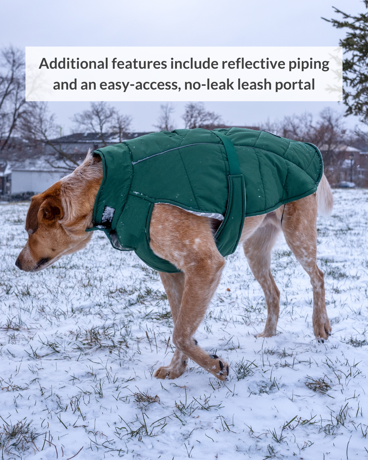 The DJANGO Whistler Winter Dog Coat is the best winter coat for large dogs and the best waterproof winter coat for dogs XL. The Whistler coat is snowproof, water-repellent, and adjustable in the chest and neck for a tailored fit around your large dog's body. This is the best insulated dog coat for large dogs and small dogs alike