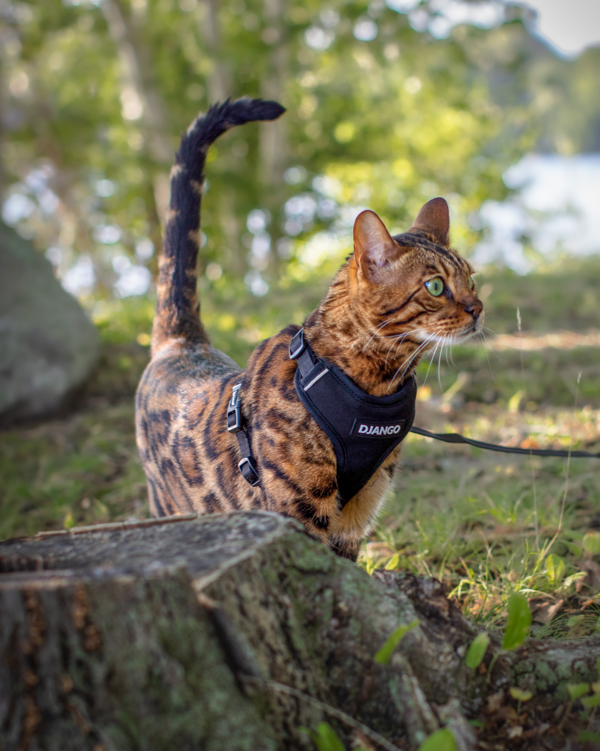 Bengal cat wearing the black DJANGO Adventure Cat Harness while standing on rocks outdoors.