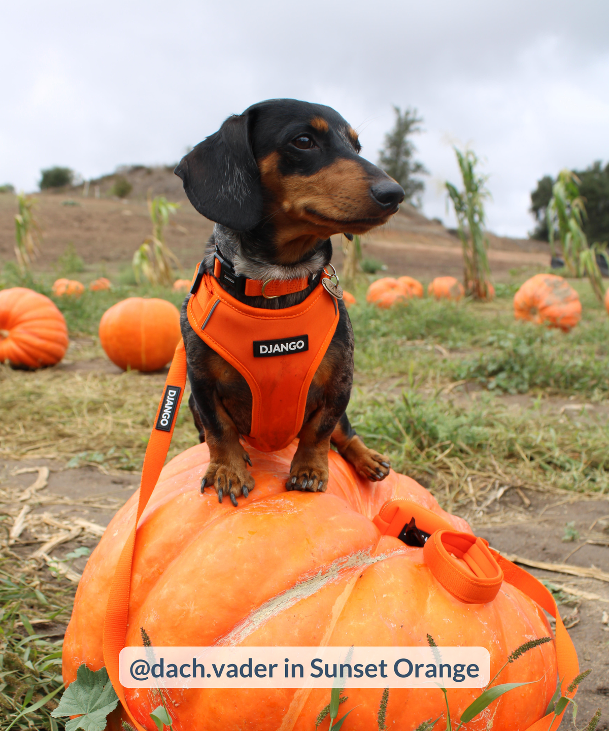 Tweenie dachshund wearing orange harness, collar, and leash set and sitting on large pumpkin in pumpkin patch during autumn