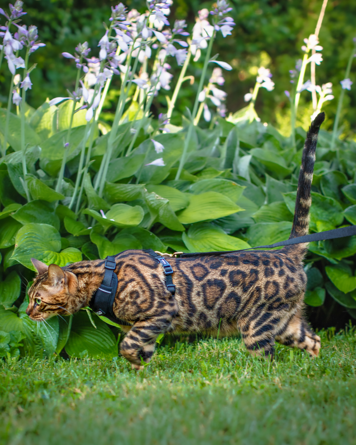 Bengal cat wearing the black DJANGO Adventure Cat Harness while walking through green plants and flowers.