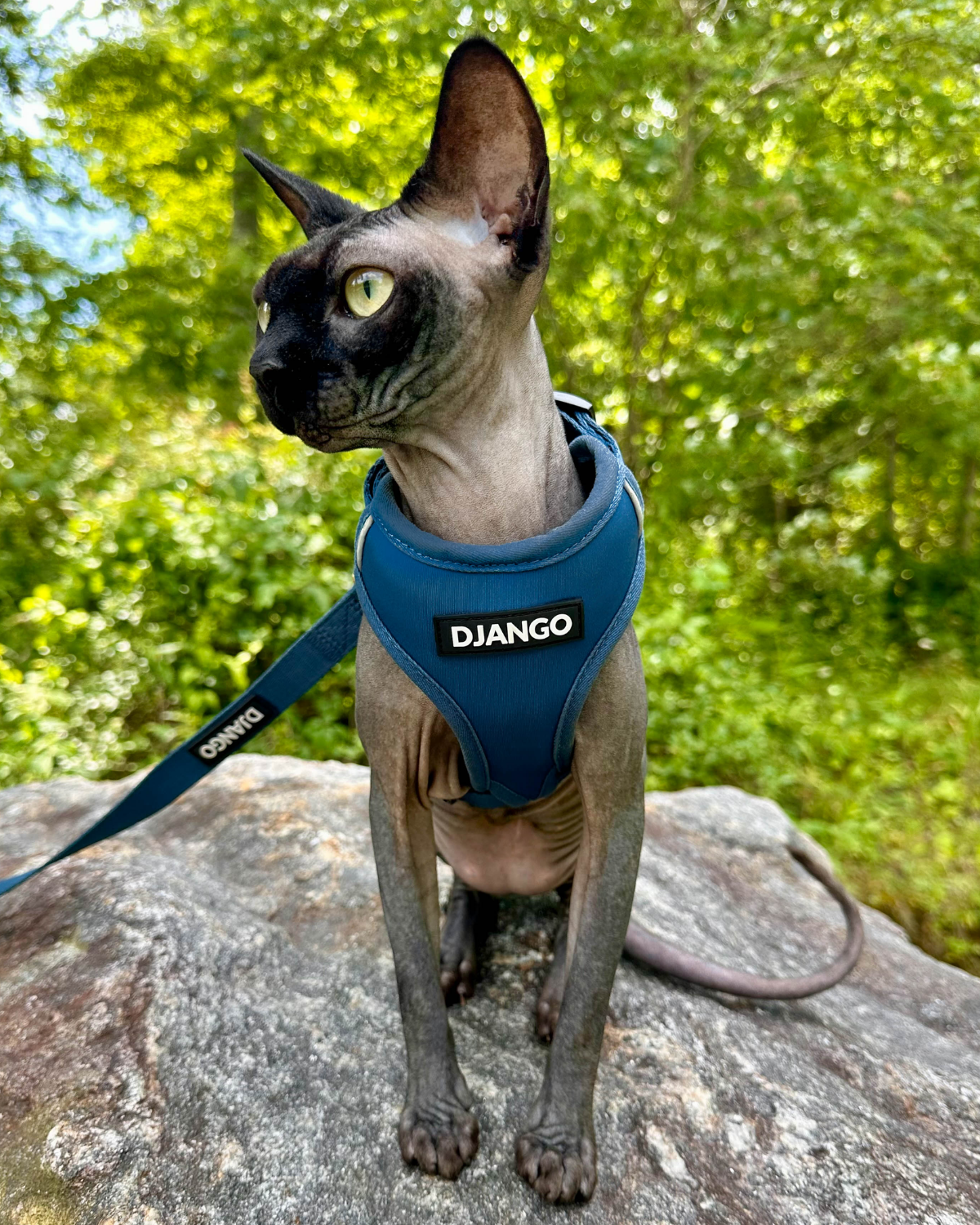 Hairless cat wearing a blue DJANGO Adventure Cat Harness while sitting outdoors.