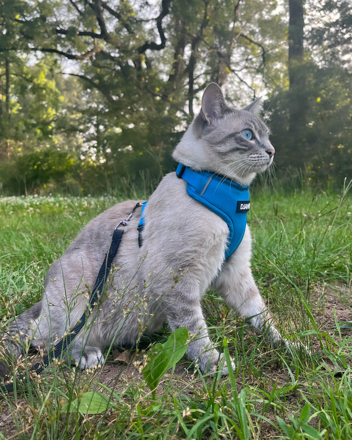 Gray cat wearing a blue DJANGO Adventure Cat Harness while sitting in the forest.