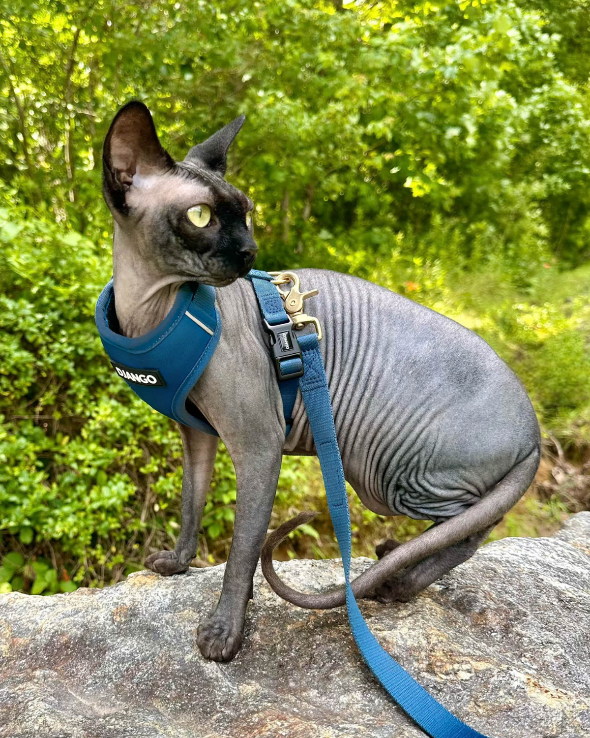 Hairless cat wearing a blue DJANGO Adventure Cat Harness and leash while standing outdoors.