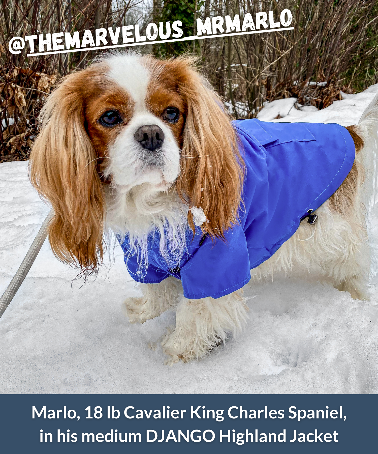 Cavalier king charles spaniel wearing blue hooded winter jacket for dogs while walking outside in snow
