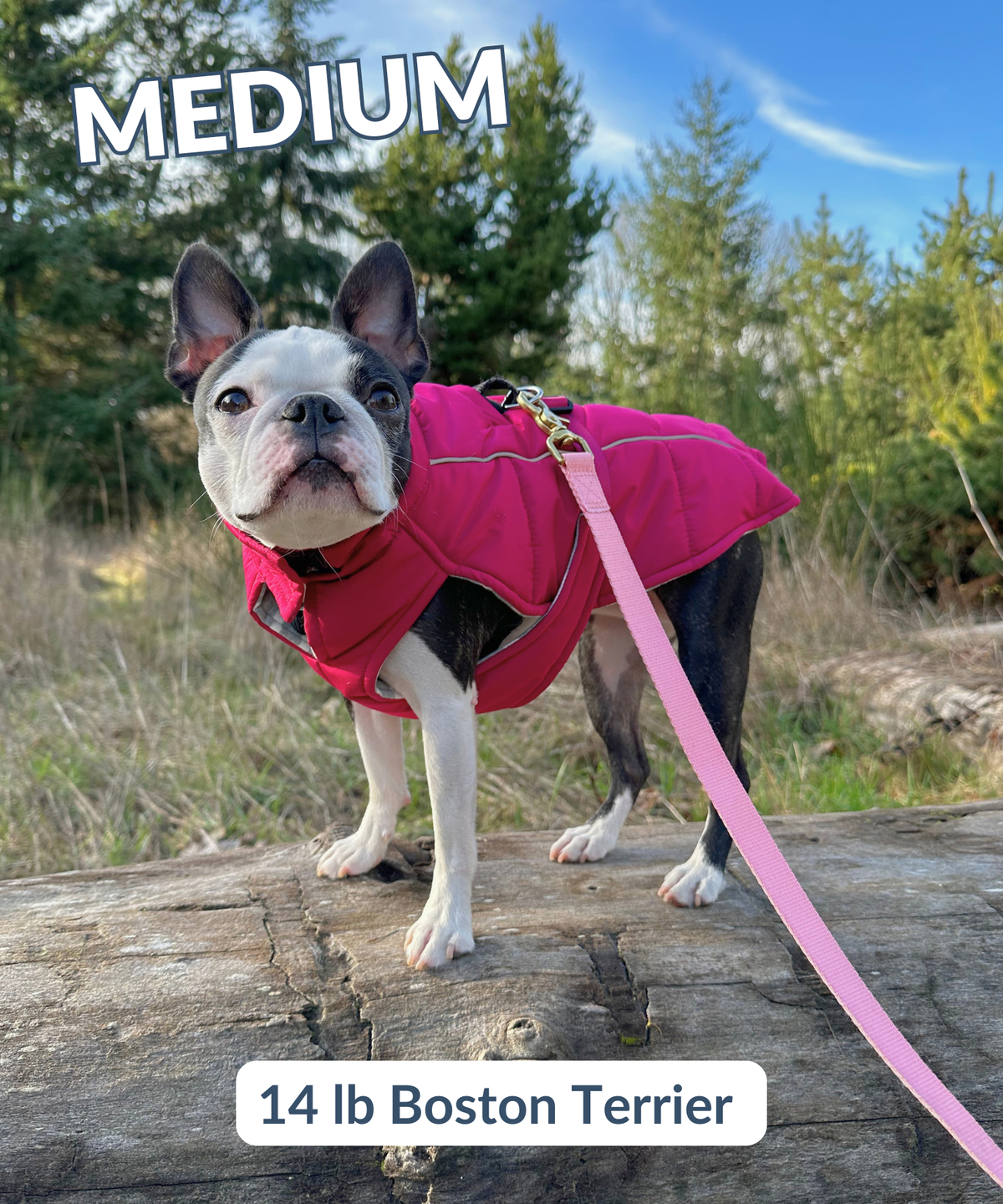Boston Terrier hiking outside of Seattle in warm and cozy insulated dog coat, size medium, Hibiscus Pink color