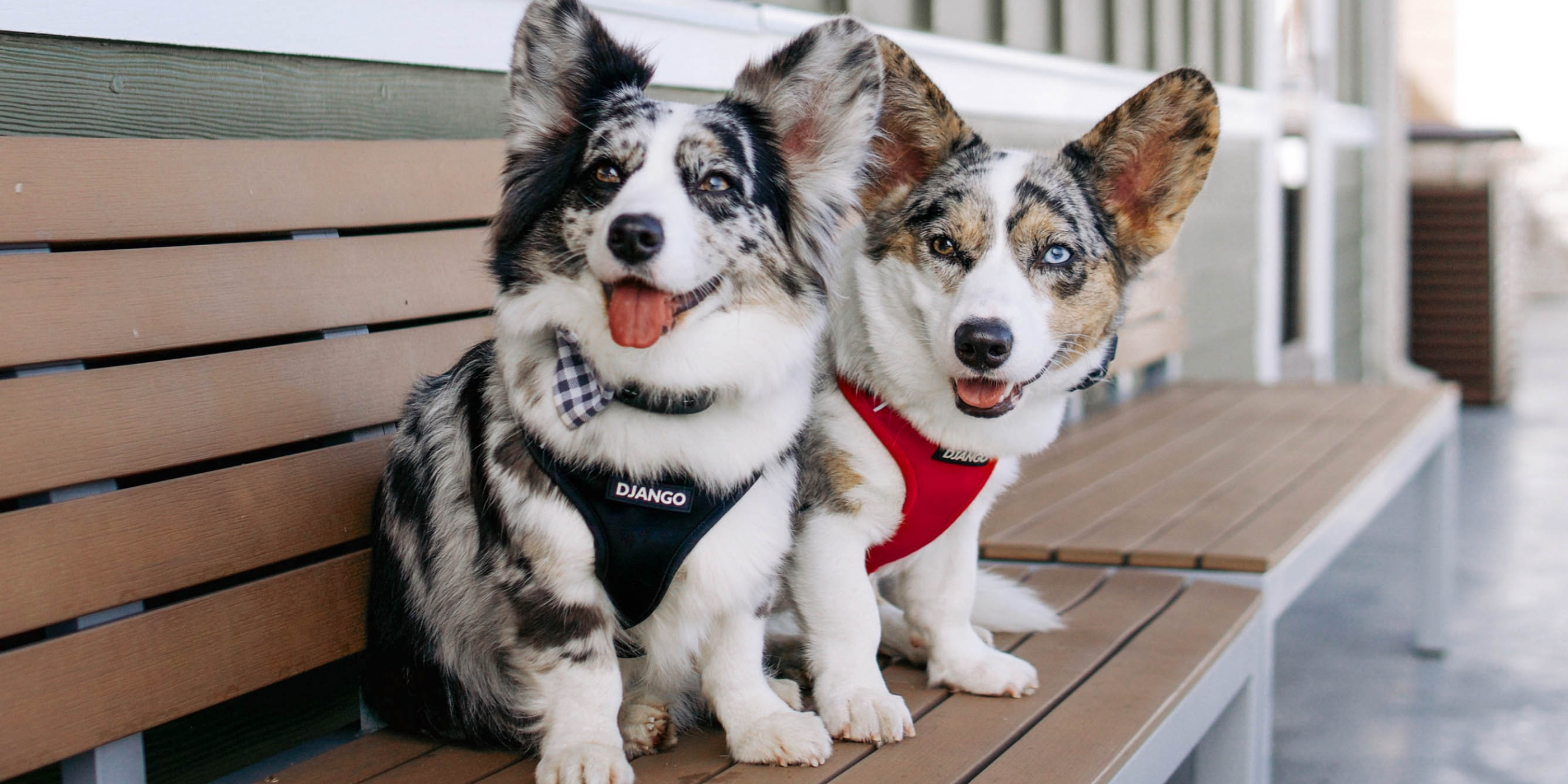 Two corgis sitting on a bench outside and smiling while wearing DJANGO dog harnesses