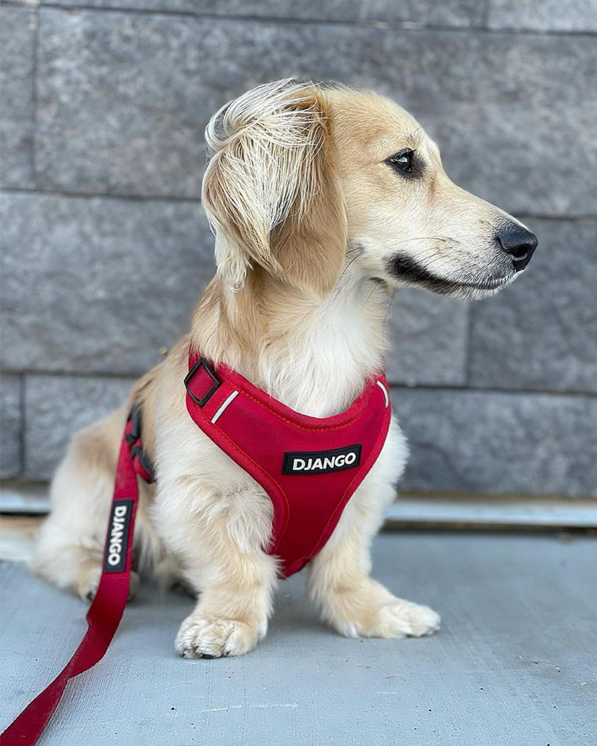 Dachshund harness on english cream sausage dog with 'Django' branding against a stone wall background