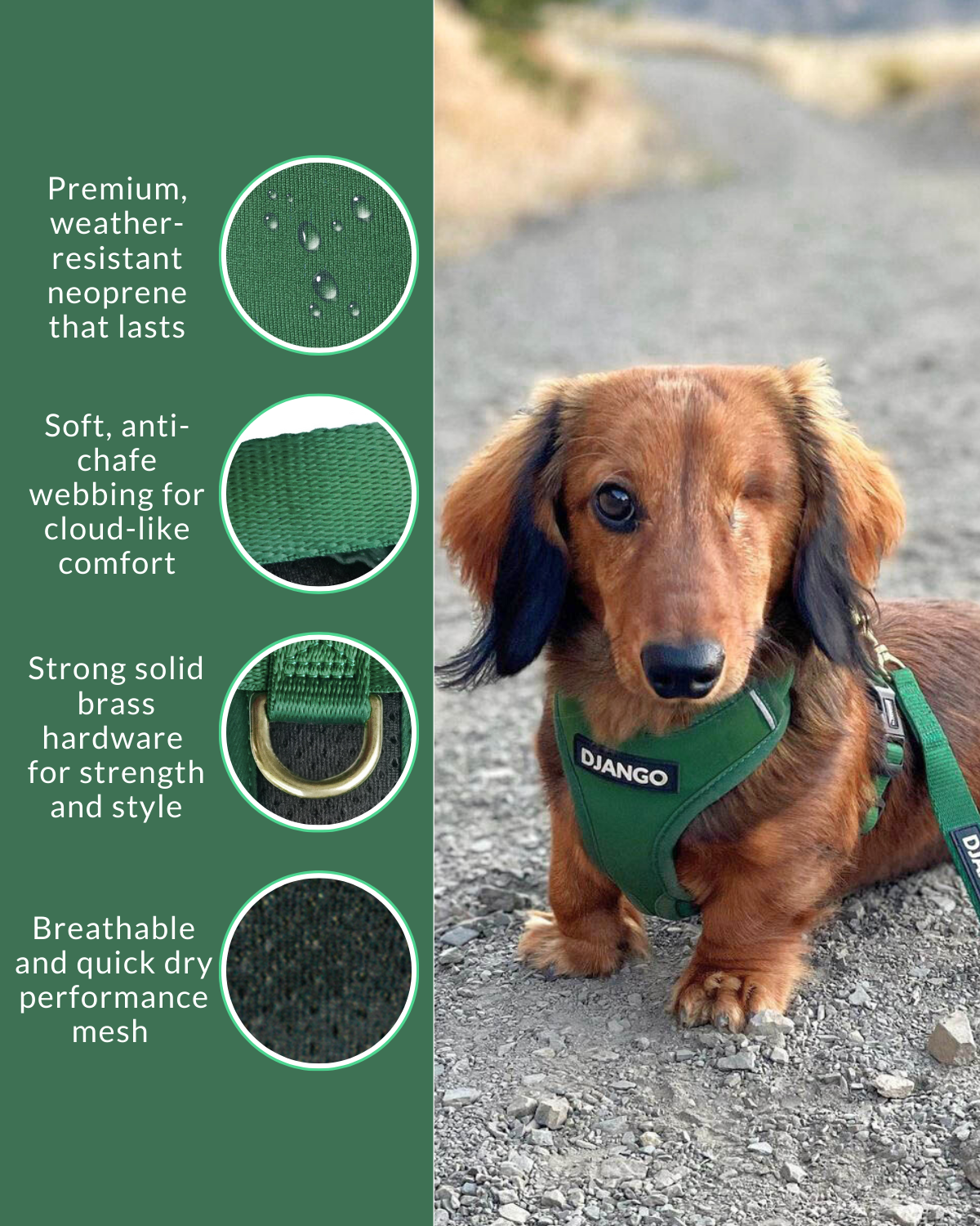 Adorable longhaired dachshund hiking on a Los Angeles trail and wearing a green harness with product features on the side