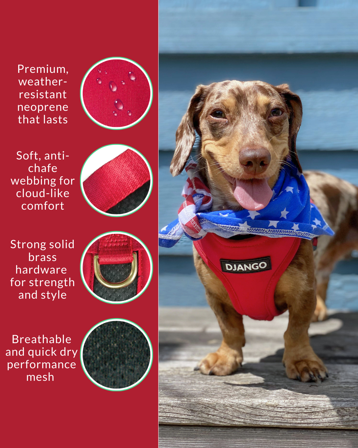 Smooth dachshund wearing a red harness with features listed on the left side, standing on a wooden deck.