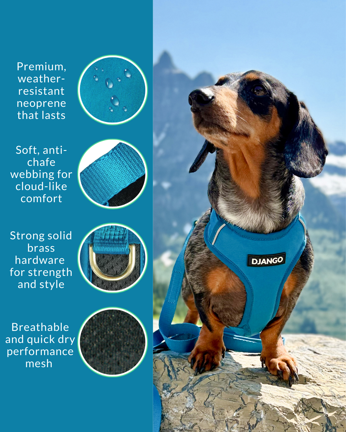 Smooth black and ftan dachshund wearing a blue padded harness with mountainous background